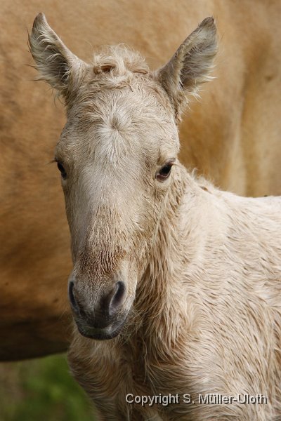 Hjoerdis 40 Min alt (2).JPG